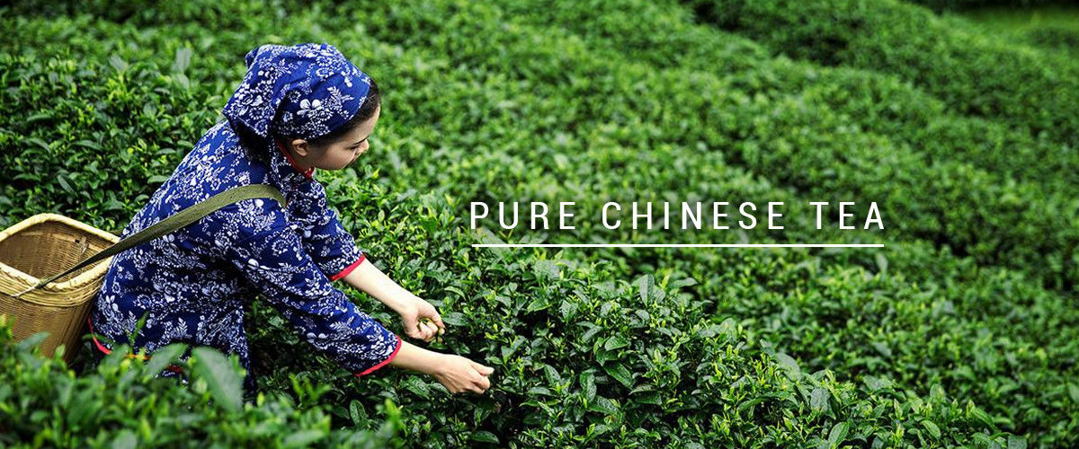 Porcelana el mejor té orgánico del oolong en ventas